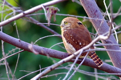 Glaucidium brasilianum
