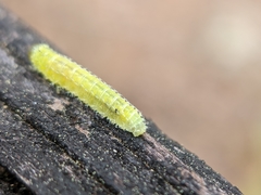 Periclista