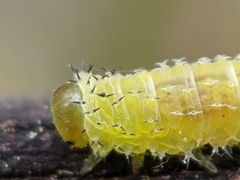 Periclista