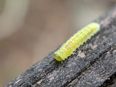 Periclista