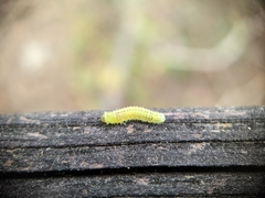 Periclista