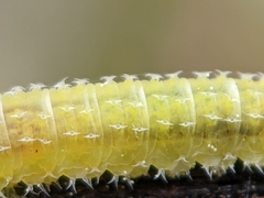 Periclista