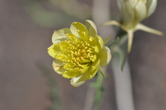 Mentzelia multiflora
