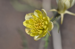 Mentzelia multiflora