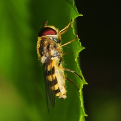 Parasyrphus