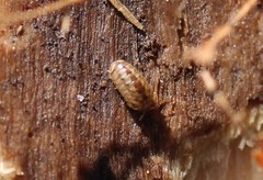 Glomeridae