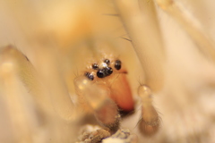 Cheiracanthium inclusum