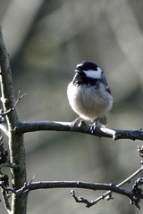 Periparus ater britannicus