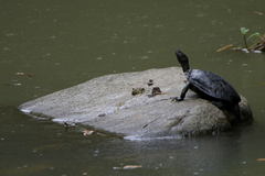 Trachemys stejnegeri