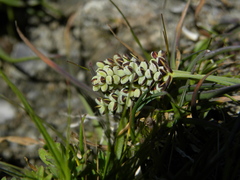 Carex bicolor
