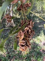 Image of Acacia auriculiformis