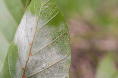 Phyllactinia orbicularis
