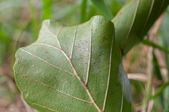 Phyllactinia orbicularis
