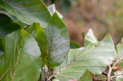 Phyllactinia orbicularis