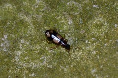 Dromius quadrimaculatus