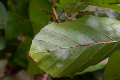 Phyllactinia orbicularis