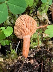 Lactarius badiosanguineus