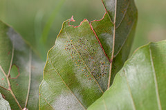 Phyllactinia orbicularis