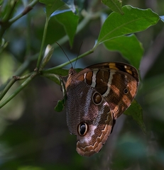 Opoptera syme