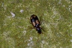 Dromius quadrimaculatus