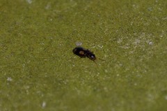 Dromius quadrimaculatus