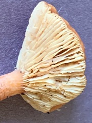 Lactarius badiosanguineus
