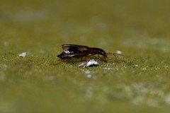 Dromius quadrimaculatus
