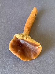 Lactarius badiosanguineus