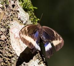 Dasyophthalma rusina