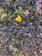 Eschscholzia californica