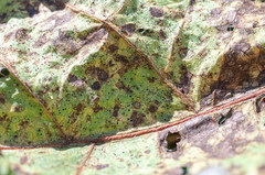 Puccinia calcitrapae