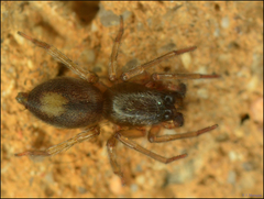 Porrhoclubiona leucaspis