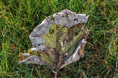 Puccinia calcitrapae