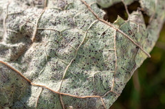 Puccinia calcitrapae