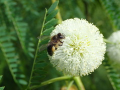 Apis mellifera unicolor