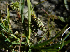 Carex bicolor