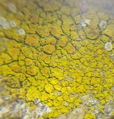 Flavoplaca citrina
