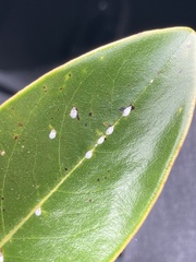 Pseudaulacaspis cockerelli