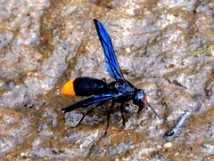 Synagris
