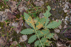 Quasipucciniastrum ochraceum