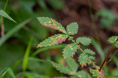 Quasipucciniastrum ochraceum