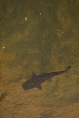 Steindachneridion melanodermatum