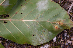 Phyllactinia orbicularis