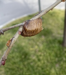 Hierodula transcaucasica