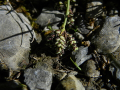 Carex bicolor