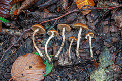 Conocybe vestita