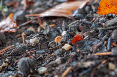 Conocybe vestita