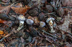 Cortinarius croceocoeruleus