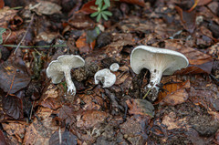 Clitopilus cystidiatus