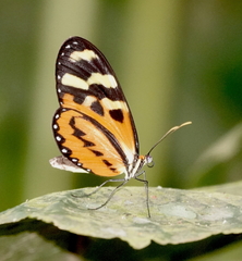 Mechanitis polymnia veritabilis